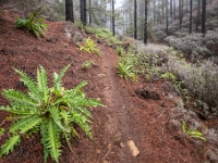 W drodze na Pico de Las Nieves